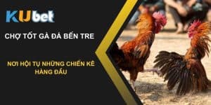 Khám phá chợ tốt gà đá Bến Tre: Nơi hội tụ những chiến kê hàng đầu