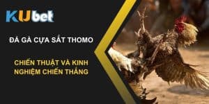 Bí mật đá gà cựa sắt Thomo: Chiến thuật và kinh nghiệm chiến thắng tại Kubet