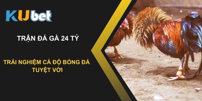 Trận đá gà 24 tỷ tại Kubet: Hấp dẫn và kịch tính đến phút cuối