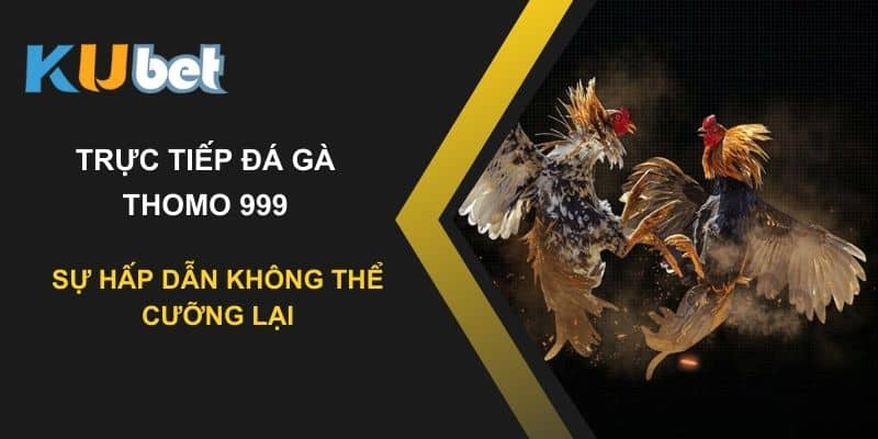 Trực tiếp đá gà Thomo 999 tại Kubet: Sự hấp dẫn không thể cưỡng lại