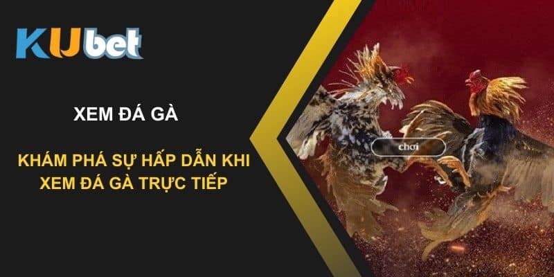 Khám phá sự hấp dẫn khi xem đá gà trực tiếp tại Kubet